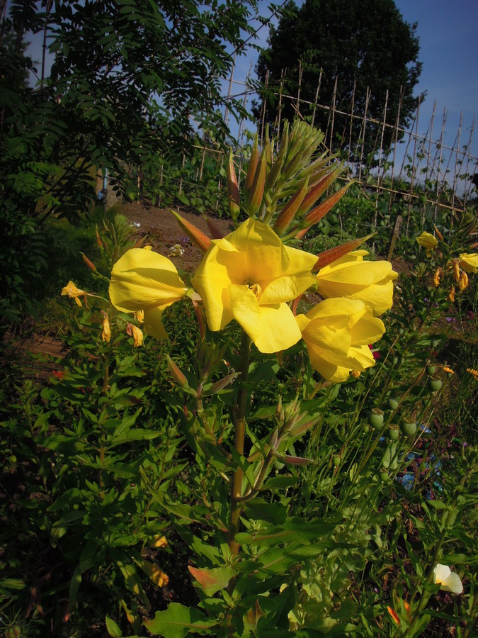 Oenothera sp.